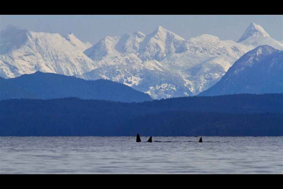 The Coast Range makes a spectacular backdrop for orca heading towards Discovery Passage of Campbell River Saturday, Feb. 27, 2021. Photo by Frank Neil