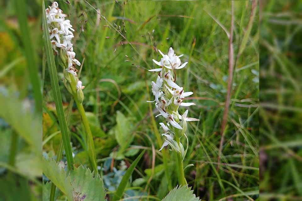 24366506_web1_210310-CVR-C-SWIAGM-orchid_1