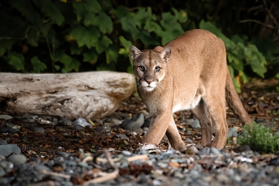 24470293_web1_210310-CVR-CndGeo-cougar_1