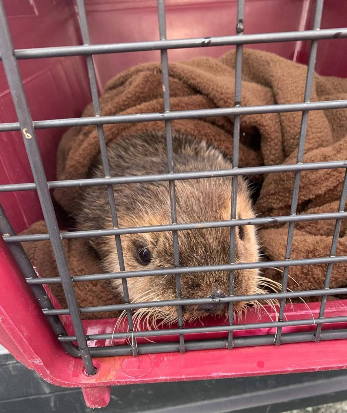 24474013_web1_210317-NIG-Otter-rescue-otterpup_3