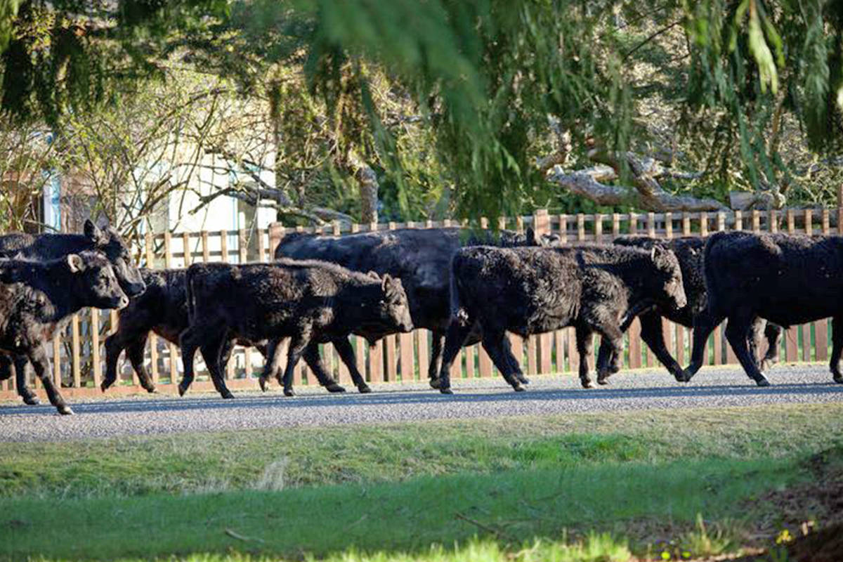 24683726_web1_210331-PQN-Cattle-On-The-Loose-COWSONTHELOOSE_3