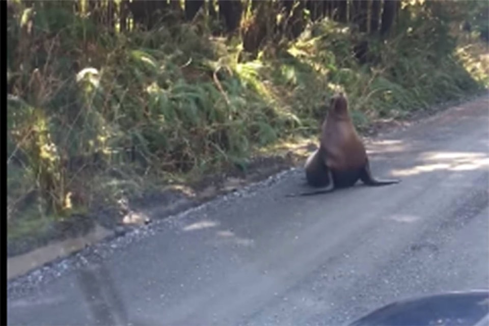 24833514_web1_210421-NIG-Sea-Lion-Holberg-road-sealion_1