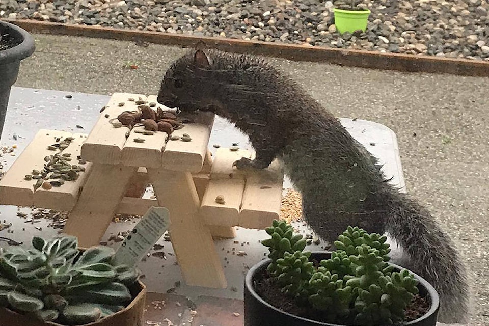 24961210_web1_210408-OBN-squirrel-feeding-_1