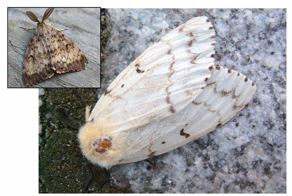 Province to spray for spongy moths in Campbell River this spring