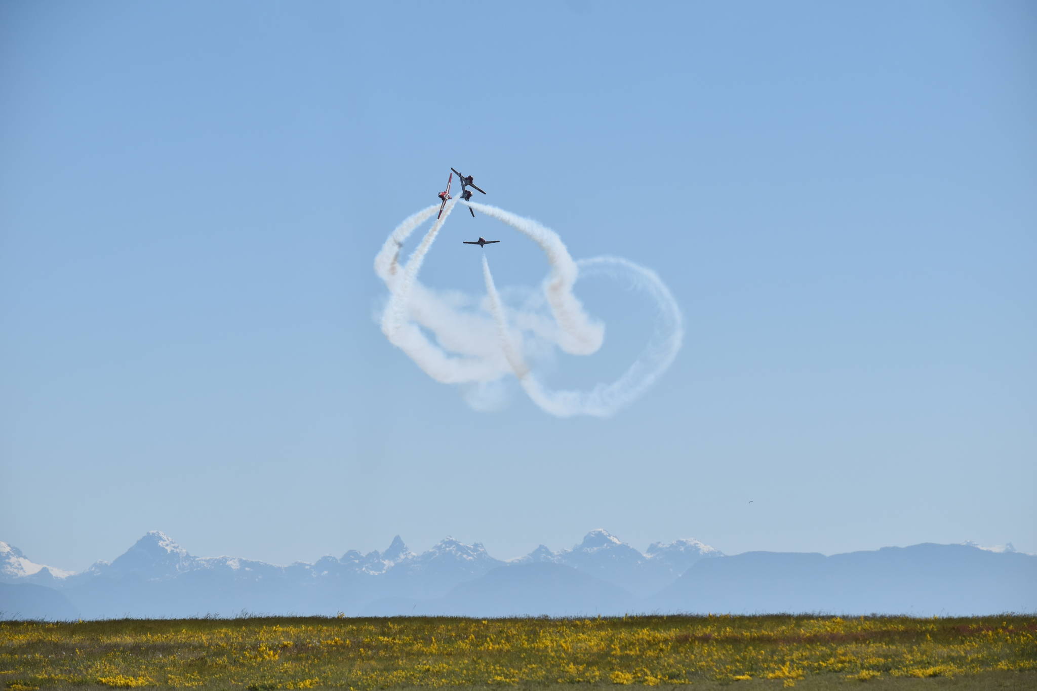 25251343_web1_210526-CVR-Snowbirds-birds_5