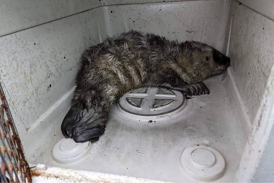 25318993_web1_210602-NIG-Baby-seal-rescued-babyseal_1