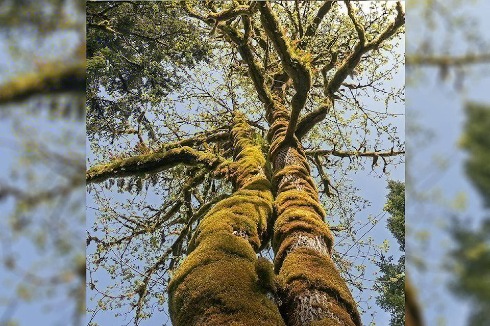 24383568_web1_210303-CVR-N-Naturetree-1_1