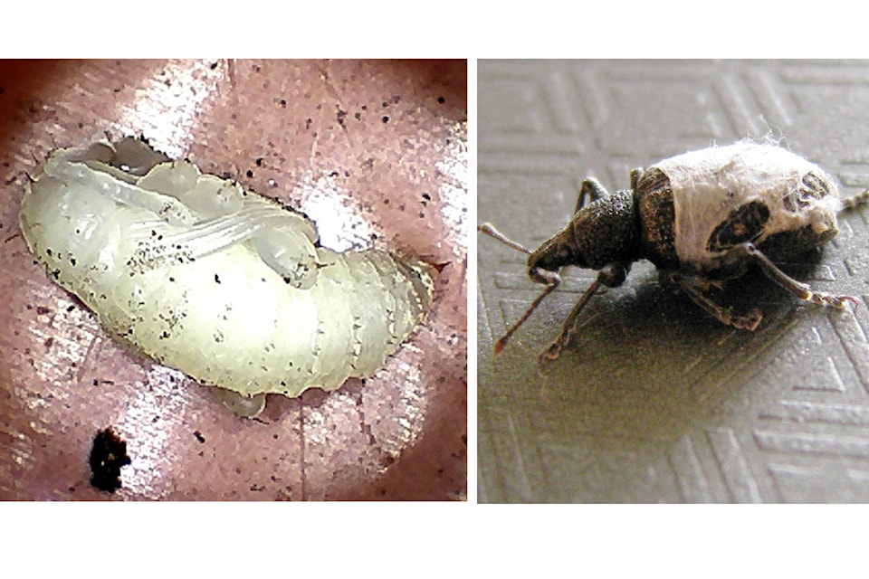 The white pupae of the black vine weevil, and the pest itself. Photos by Leslie Cox