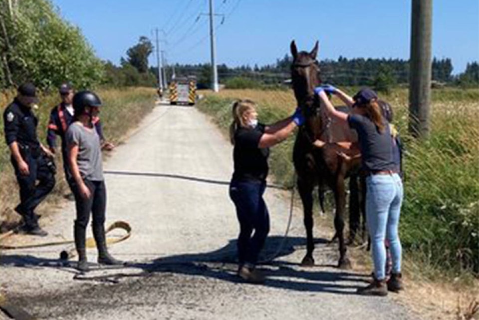 25826096_web1_210714-SNE-HorseRescue-photo_2