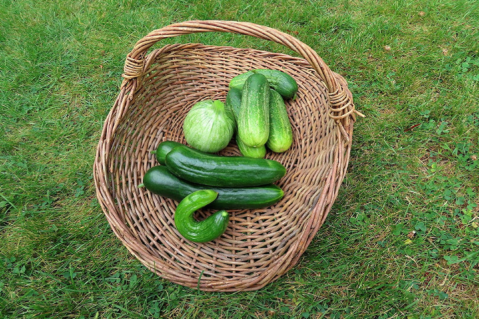 25853367_web1_210721-CVR-F-Duchessofdirt-zucchini_1