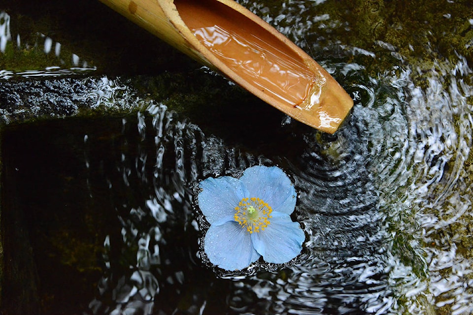 26087864_web1_20210811-BLVD-Japanese-Gardens-Gardens_1