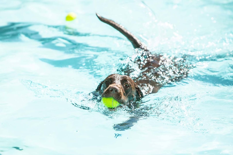 26292533_web1_210901-CVR-Pooch-dog_1