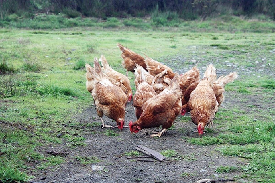 26515494_web1_210308-LCO-council-briefs-chickens_1