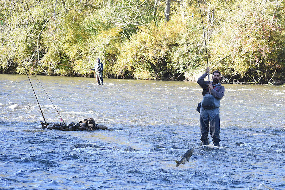 A salmon leaps out of the water while fighting a line in the Puntledge River, near Condensory Bridge, in Courtenay. Photo by Terry Farrell