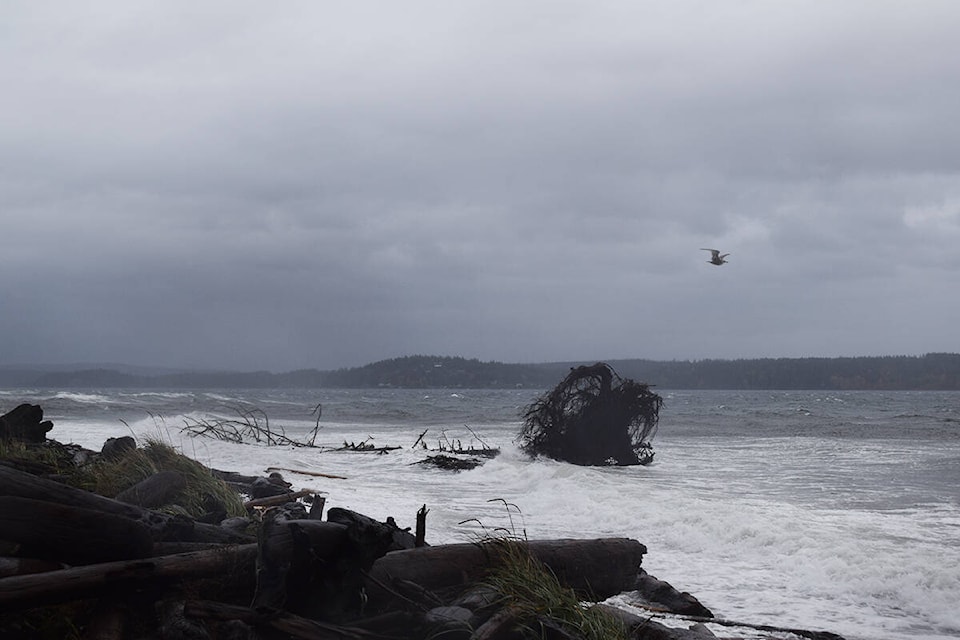 A large uprooted tree, which has graced the shores of Campbell River all year, gets pummelled by waves on Monday, Oct. 25, 2021. Ronan O’Doherty/ Campbell River Mirror