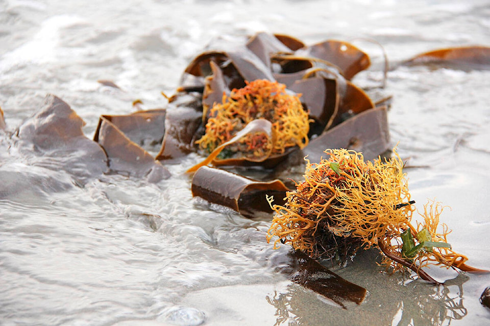 27127301_web1_211025-VNE-Seaweed-Importance_2