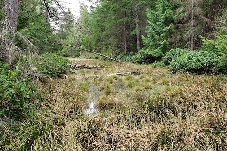 Pickles Waterfall Wetland at south end creek confluence. Photo supplied