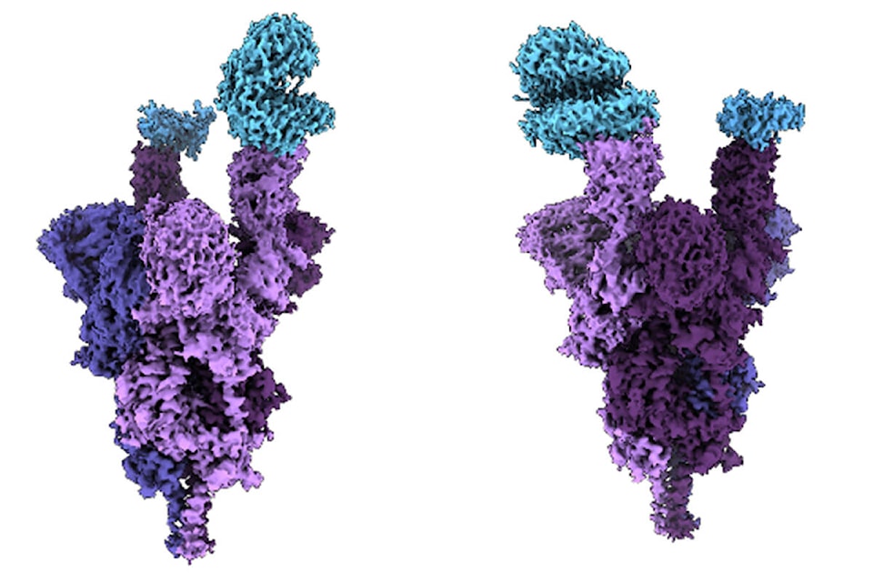 27610653_web1_Omicron-molecular-image-ubc