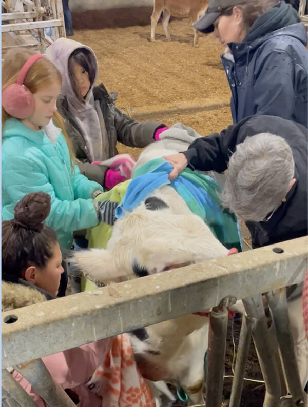 Volunteers help dry off calves at Dicklands Farm in Delta after a flooding event affected dairy farms in Abbotsford in November 2021.