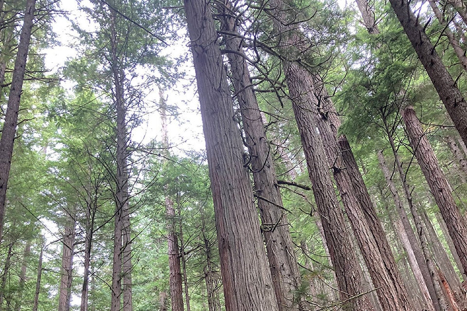 27880920_web1_220119-CRM-old-growth-deferral