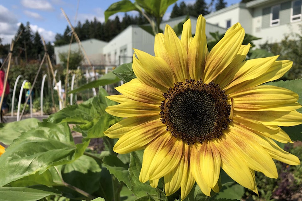 28048894_web1_190725-CVR-Community-Garden-Sunflower