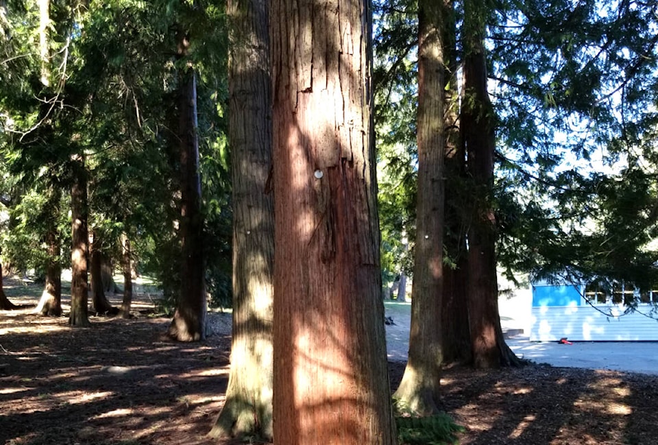 28468195_web1_220309-SNE-Saanich-Bark-ripped-off-redcedar_1