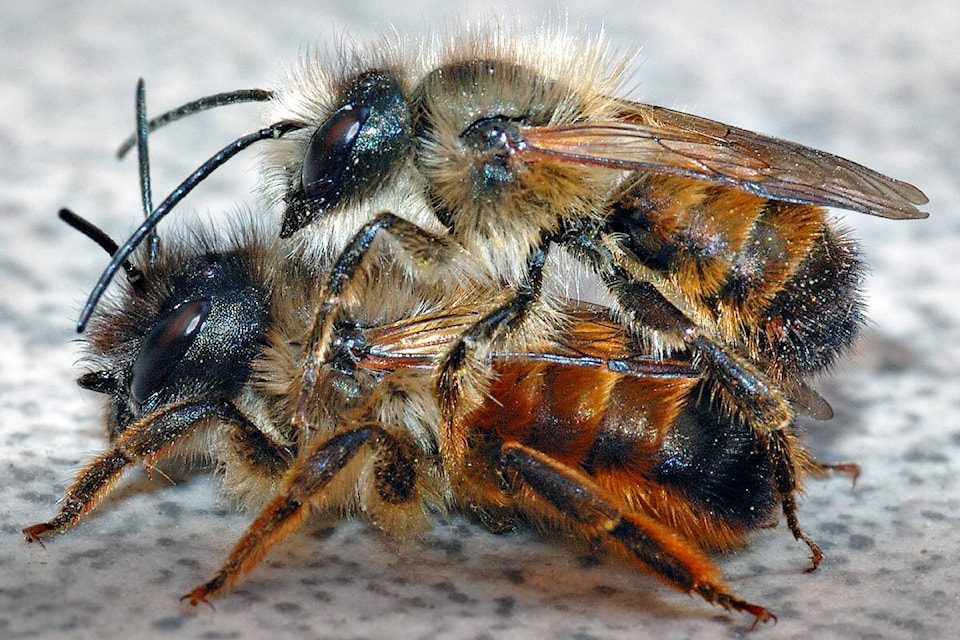 28620415_web1_210309-LAT-mason-bees_1