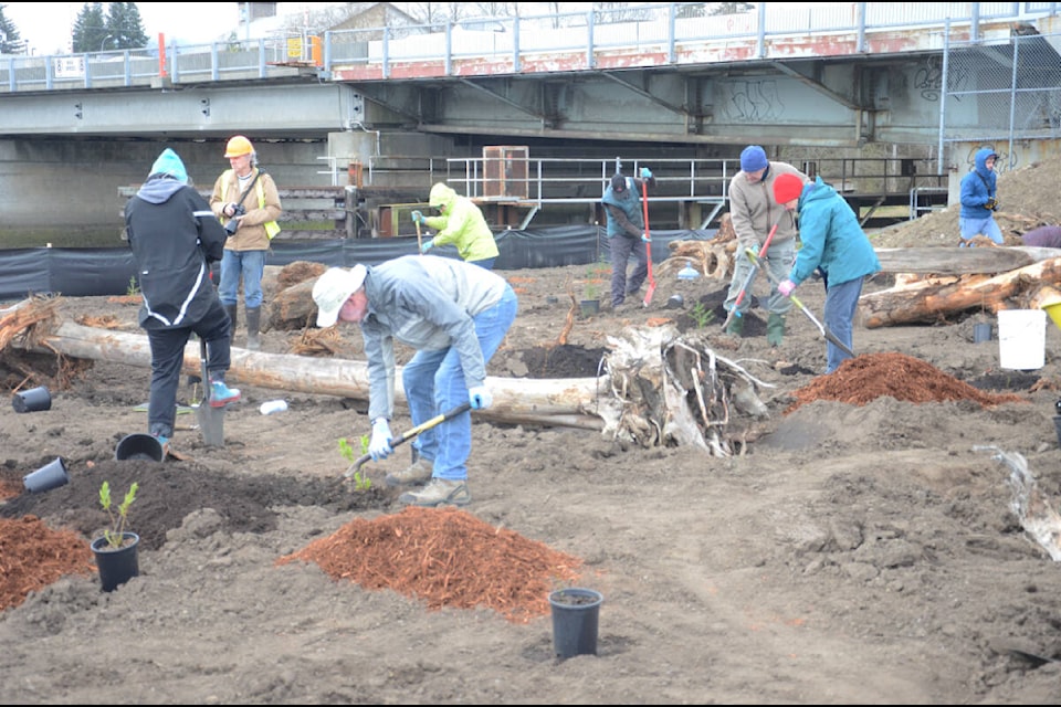 Organizers and volunteers were planting at the Kus-kus-sum site Saturday. Photo by Mike Chouinard