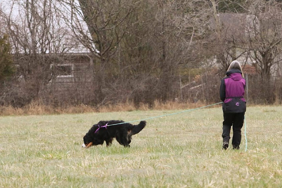 A dog an owner complete a tracking exercise. Photo by Sand Franceschini