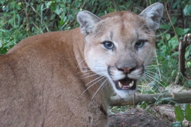 29121751_web1_cougar-WEB