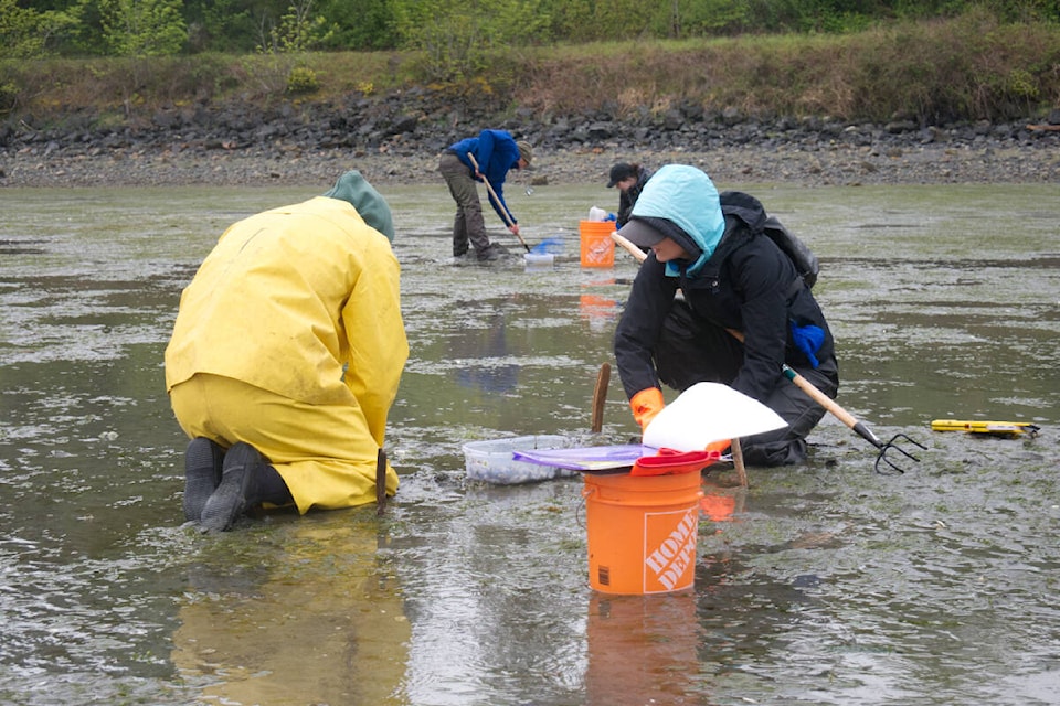 29200142_web1_220518-PQN-Nanoose-Bay-Clams-photo_1