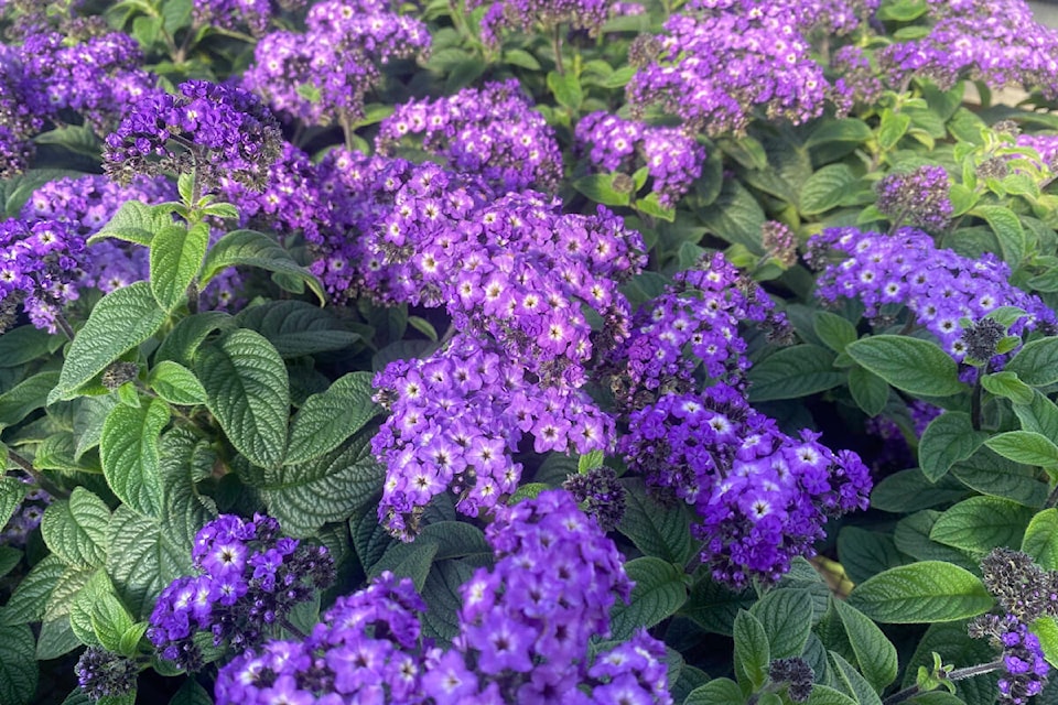 The heliotrope is a native of Peru and produces a small cluster of purple-blue flowers that have a sweet vanilla scent or others say its reminds them of cherry pie. Photo supplied