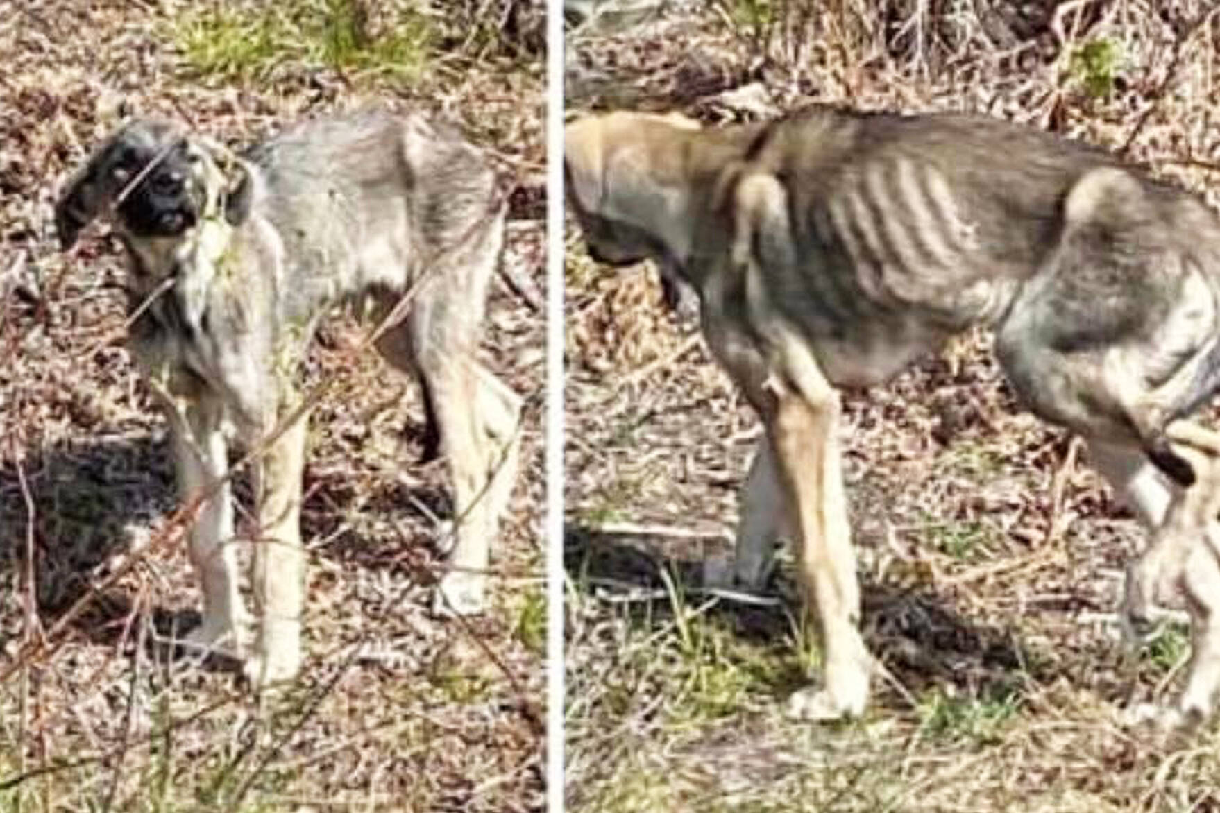 In mid-April, Miracle came into the care of Shuswap Paws Rescue Society volunteer Siobhan Rich. When found, the rescued dog was gaunt and weighed about 26 lbs. (Contributed)