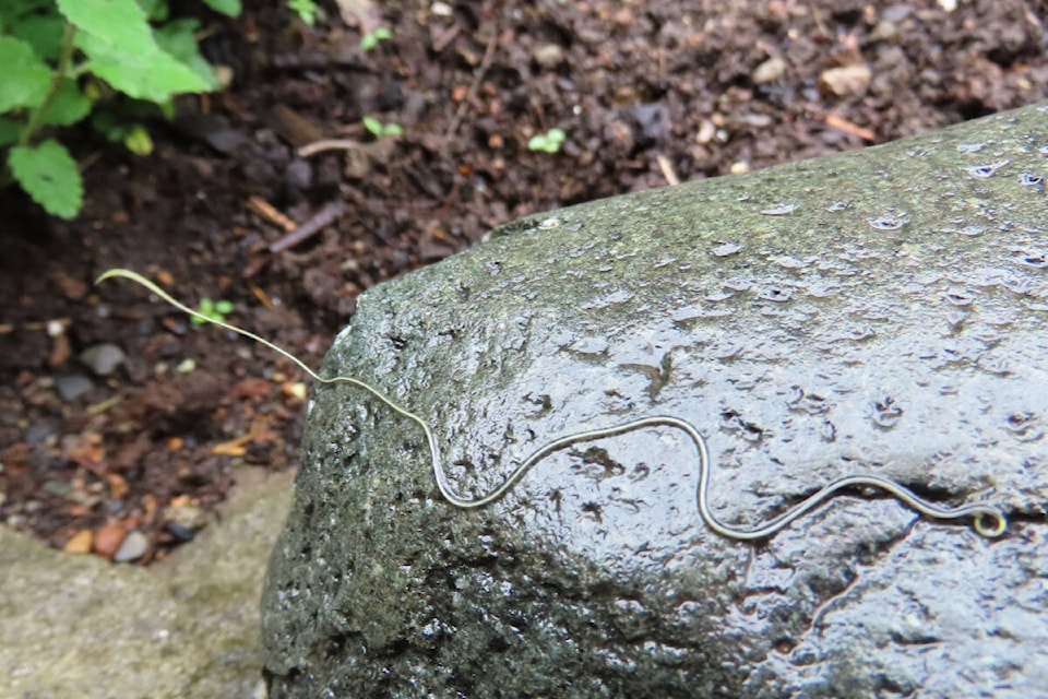 It may look like thin spaghetti, but it’s actually a mermithid… a ‘good guy’ in the garden, according to the Duchess of Dirt. Photo by Leslie Cox