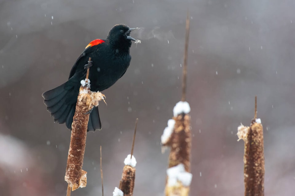 The top prize in the inaugural Comox Valley Land Trust photo contest went to James Mackenzie for his photograph of a male red-winged blackbird singing in a local wetland.