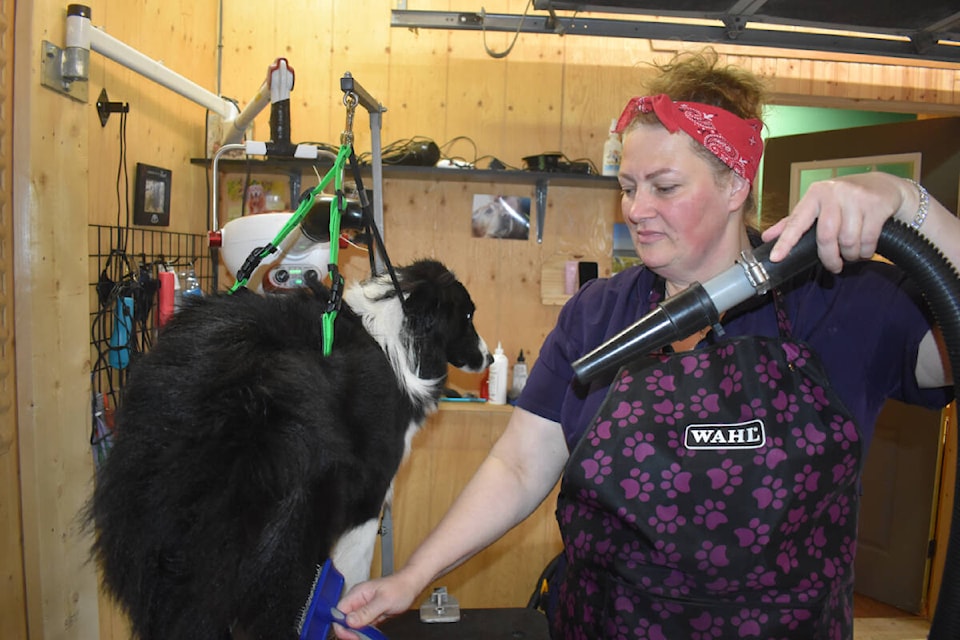Nataliia Lishchinska gives a border collie special treatment at Far Fetched Grooming in Courtenay. Photo by Terry Farrell
