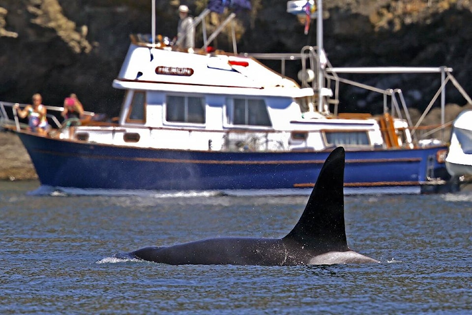 30164982_web1_220519-PRU-HGO-DFO-whale-warning-whale-near-boat_1