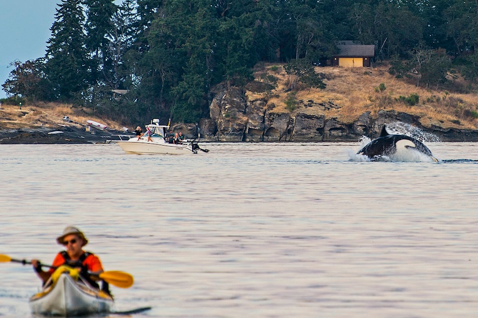 30167757_web1_220831-NBU-orcas-festival-atmosphere-1_1