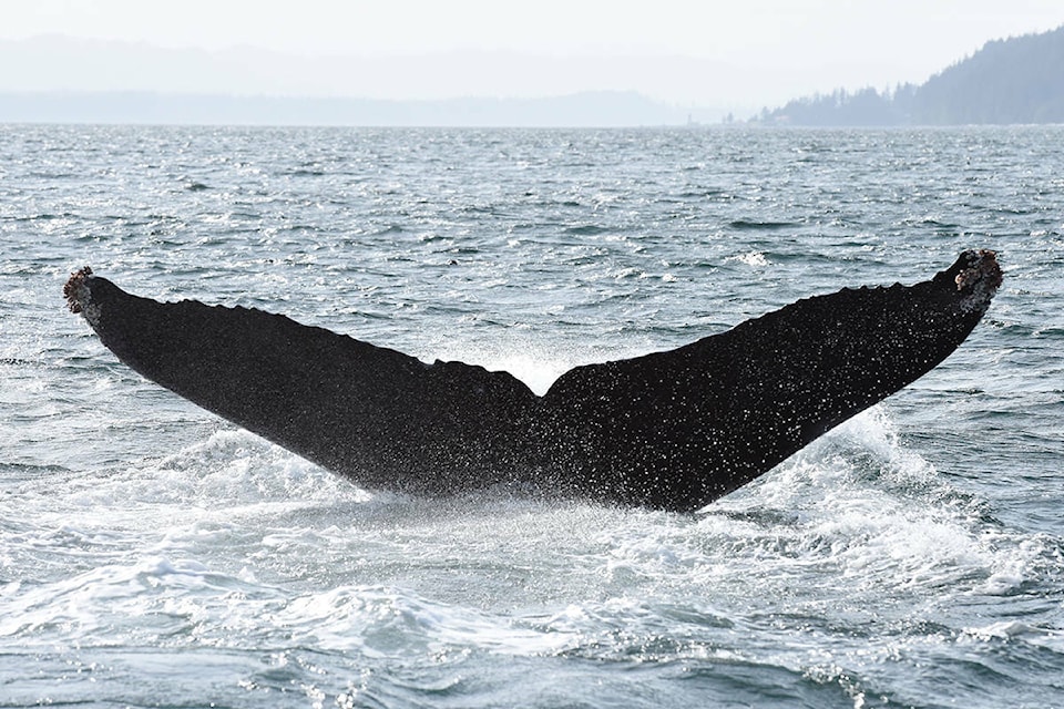 30198547_web1_220825-CPW-LJI-BC-DiscoveryIslands-humpbacks-fluke_1