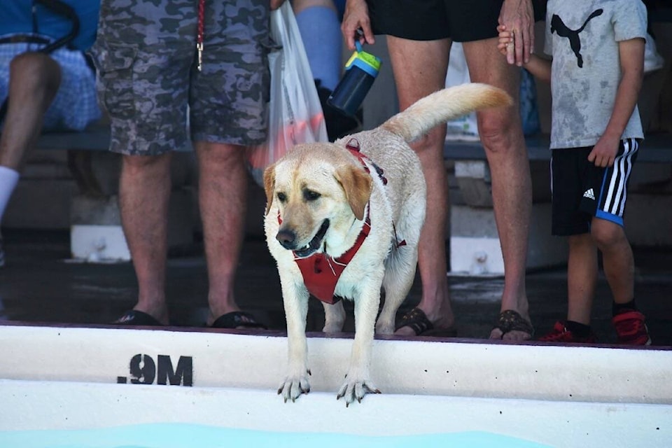 The pool at Lewis Park looked awfully tempting on a hot September Saturday for one dog. Photo by Erin Haluschak