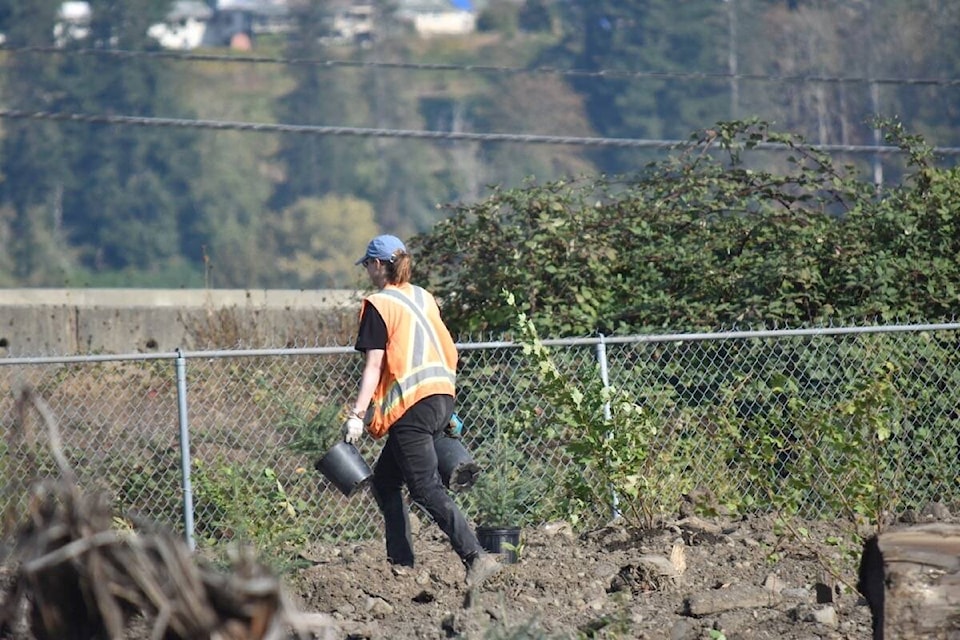 Volunteers are planting upland and tidal marsh plants at the Kus-kus-sum site. Scott Stanfield photo