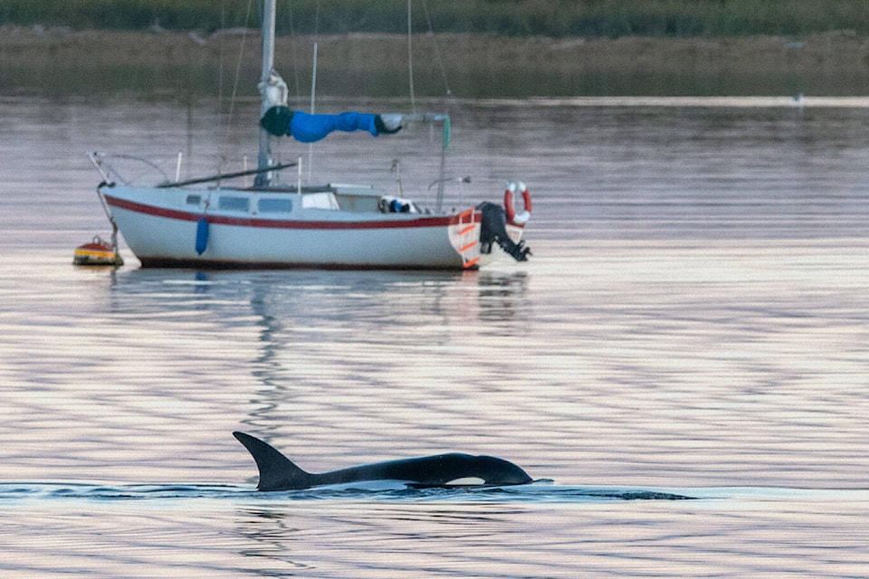 Tyler Ingram also posted this photo on Twitter. “They were first spotted coming up Baynes Sound, passing Royston and into the Comox Marina. Was pretty cool to watch them for about 20 minutes before they gave up on (hunting) the seals.”