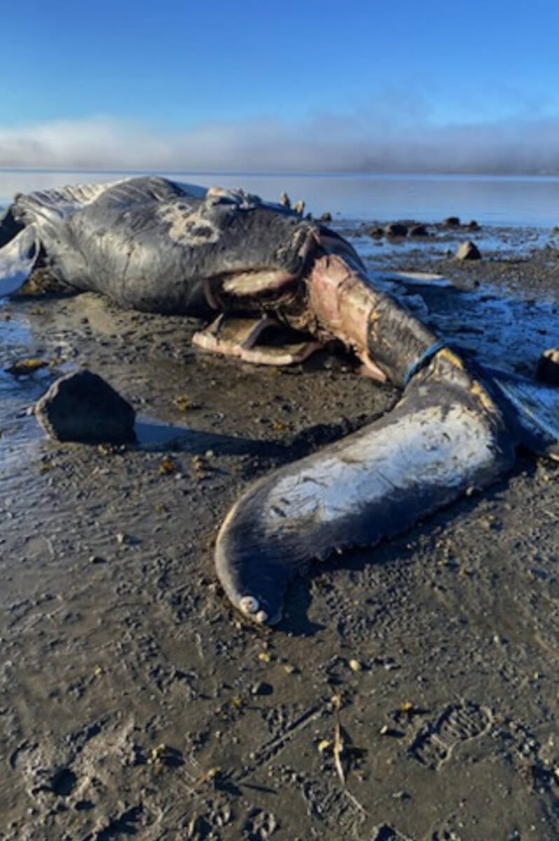 31057881_web1_221124-PRU-HGO-dead-whale-Masset-carcass_2