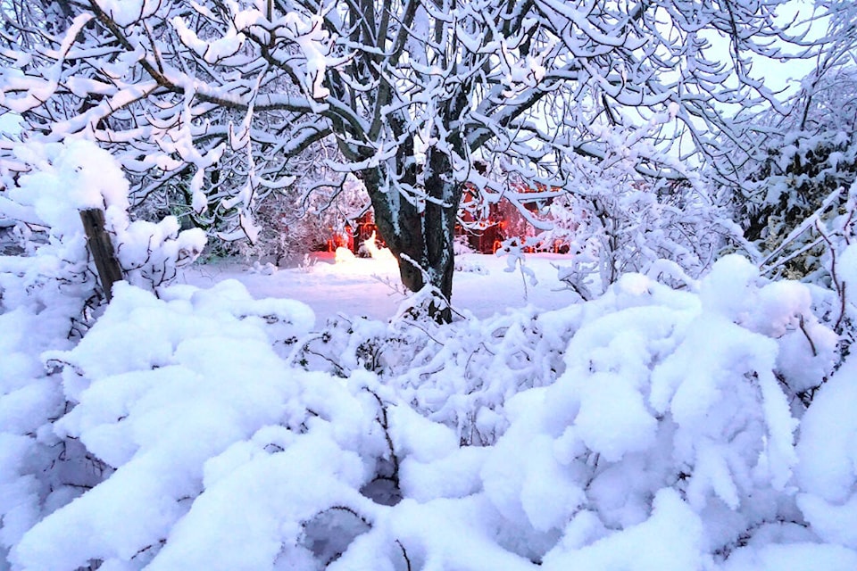 Like most others in the Comox Valley, the Cox family garden turned into a winter wonderland with the recent snowstorms. Photo by John Cox