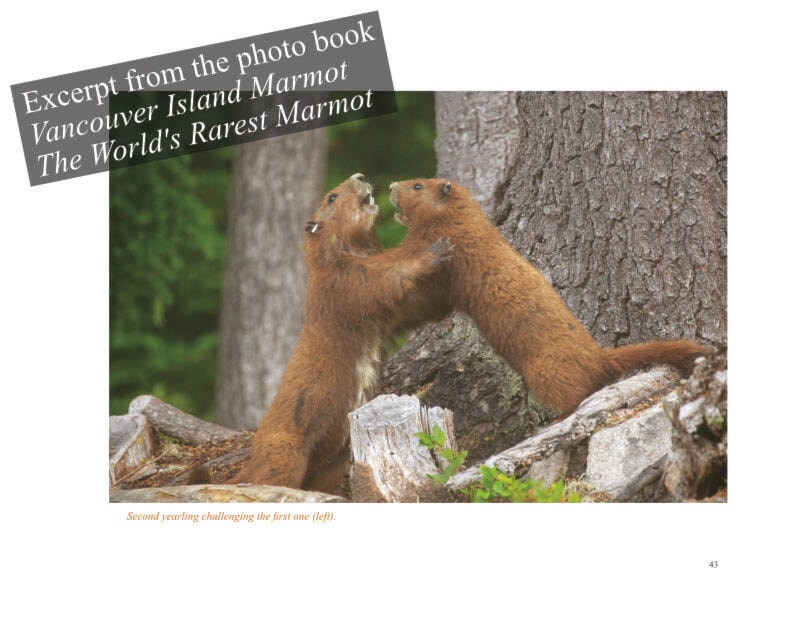 31334341_web1_221221-CVR-E-marmot-book-1_2