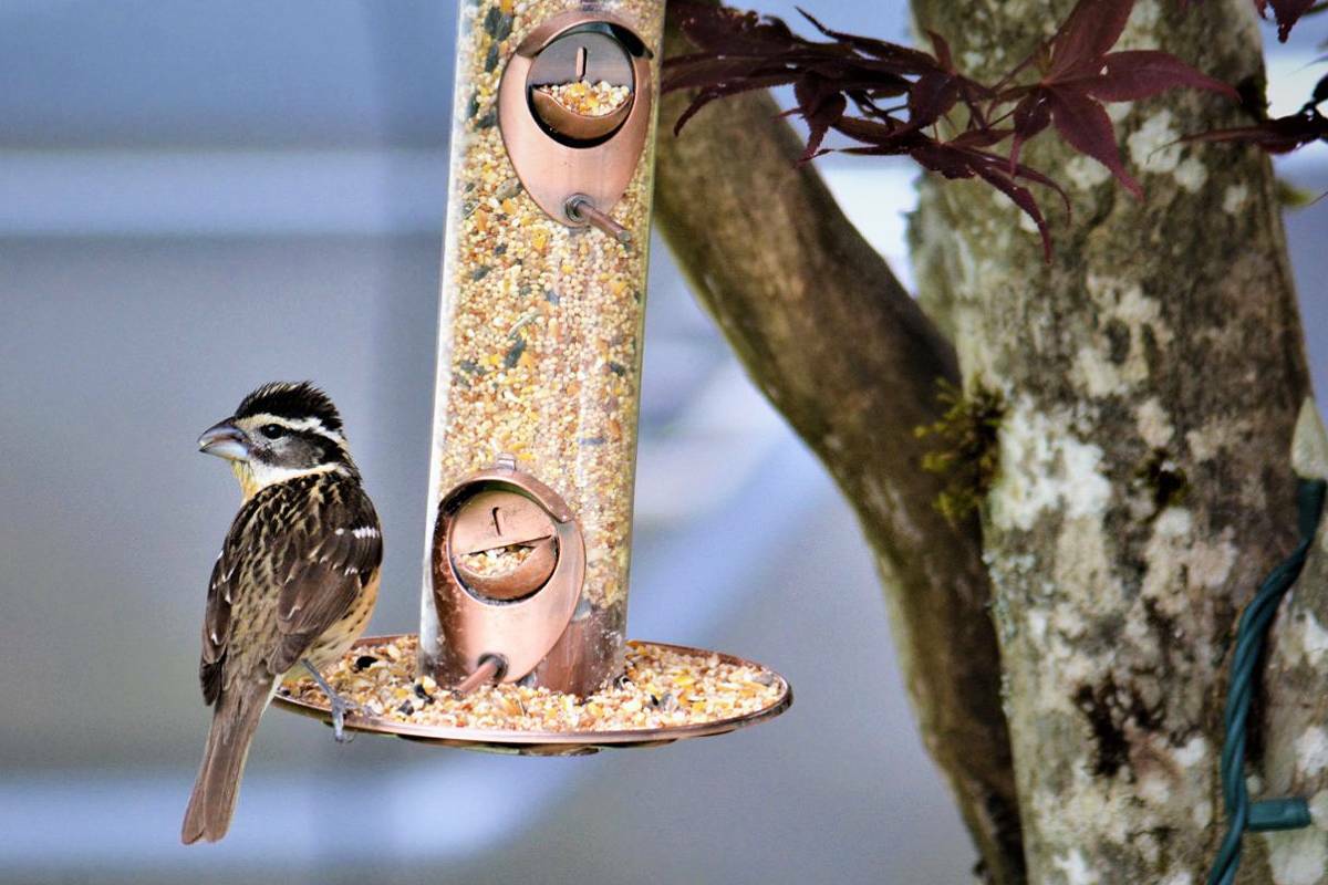 B.C. SPCA asks people to put away bird feeders to reduce spread of