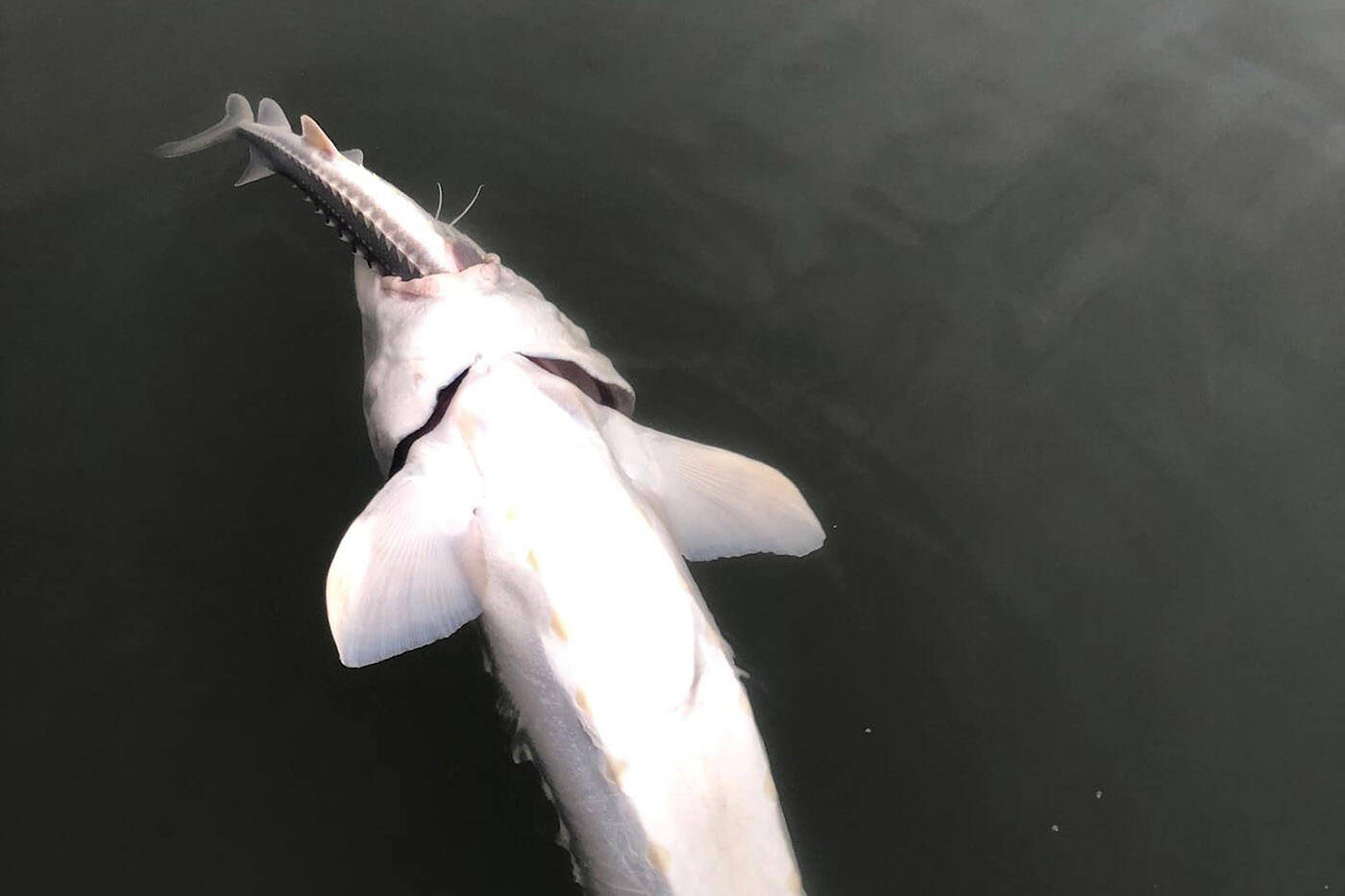 Fraser River Sturgeon Conservation Society volunteer Colin Bond had never seen anything like it. He photographed this large sturgeon floating with a smaller sturgeon in its mouth on Feb. 5, 2022 near Fort Langley. (Colin Bond/ Facebook)
