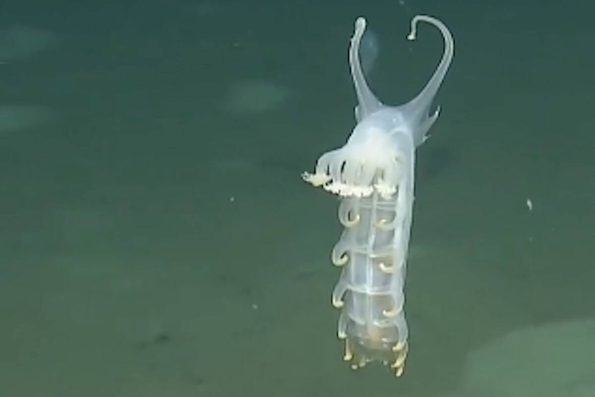 A sea pig swimming in the Cascadia Basin depths off Vancouver Island in summer 2021. (Photo courtesy of Ocean Networks Canada)