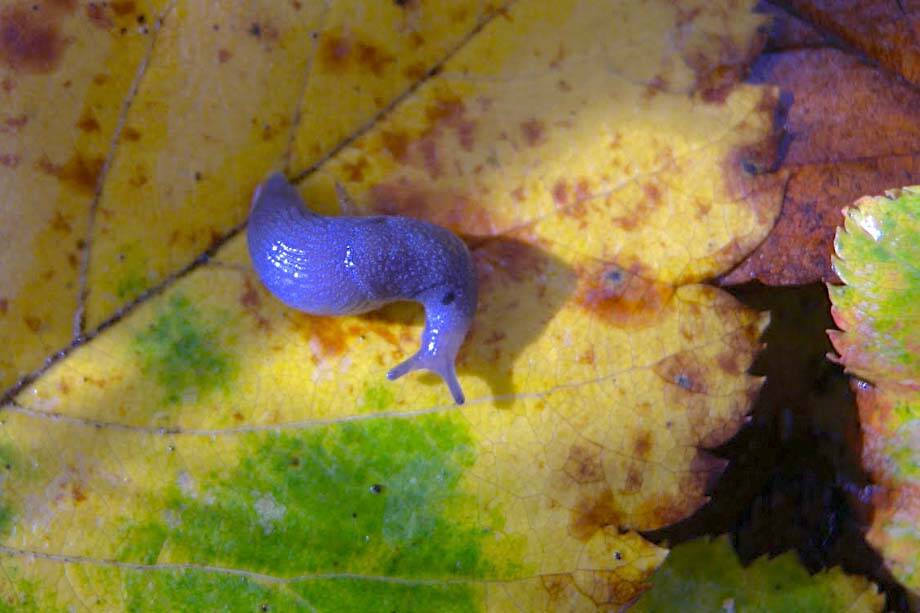 The Blue-grey Taildropper (Prophysaon coeruleum). (Image via Canadas National Oberver)