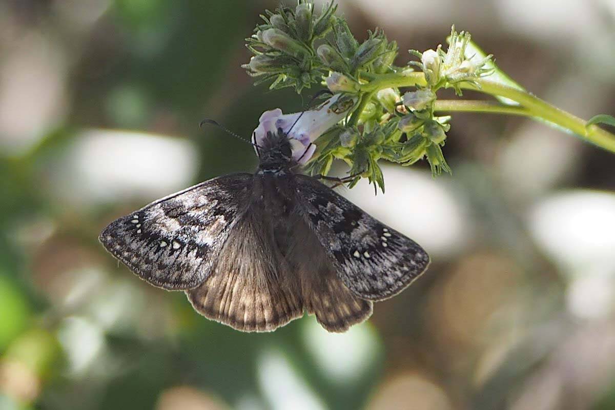 The Propertius duskywing or western oak duskywing (Erynnis propertius). (Image via Canadas National Oberver)